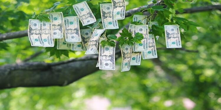 money-tree